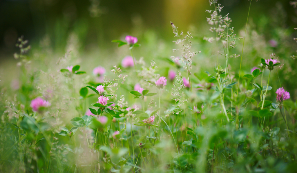 tall red clover flowers