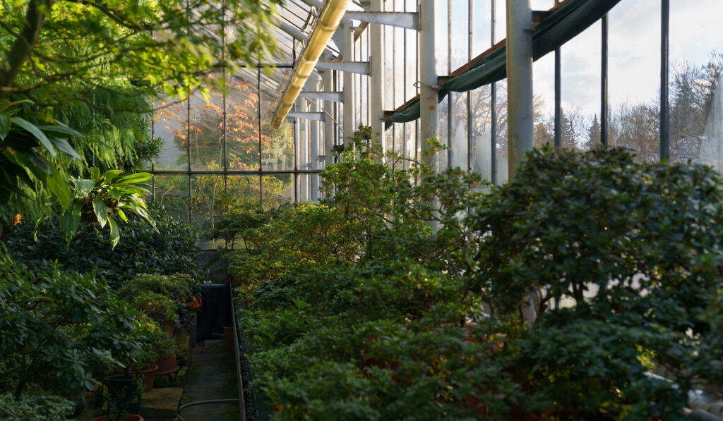 Summer in greenhouse, deciduous plants in pots covered with green fresh leaves with autumn outdoor