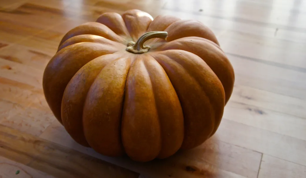 Tan color Musque de Provence pumpkin