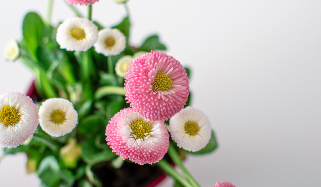Top view of pink english daisy flowers in flowerpot on the table
