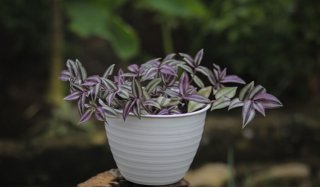 Tradescantia zebrina also known as Inchplant in a pot in the garden