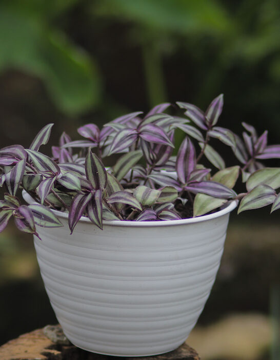 tradescantia zebrina or inchplant in a white pot