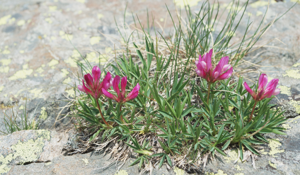 Trifolium Alpinum on the ground