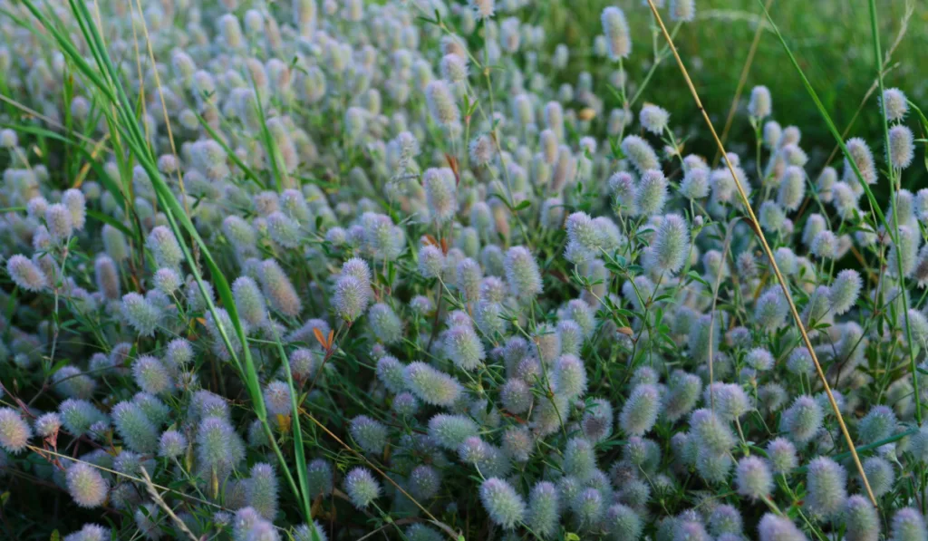 Trifolium Arvense in the field