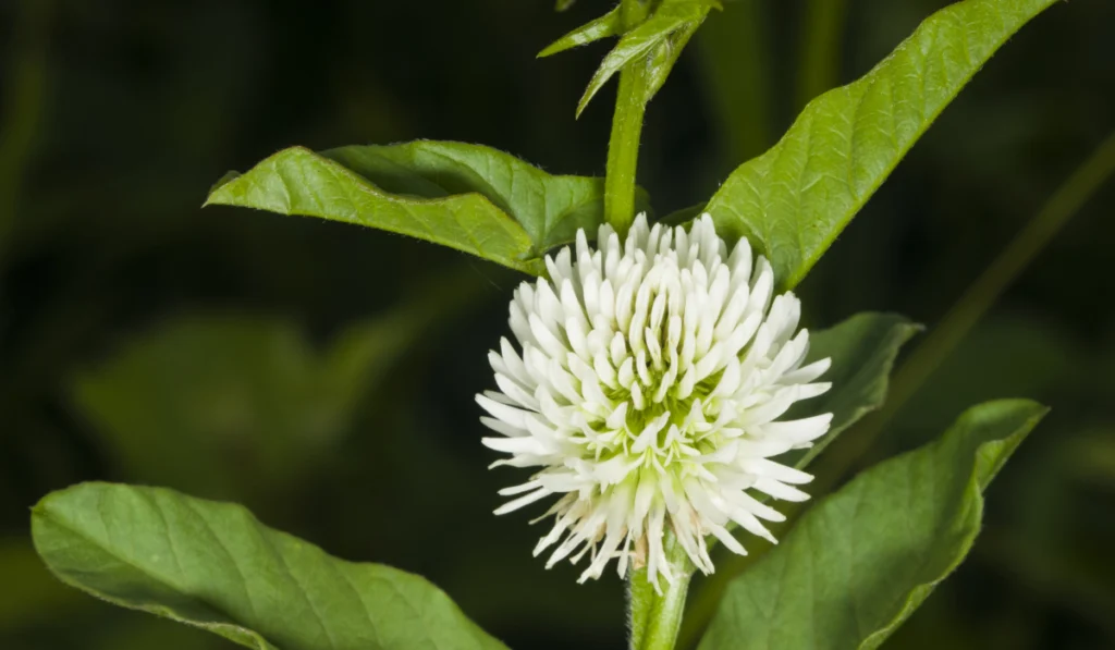 Trifolium Montanum flower