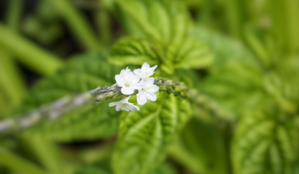 Verbena urticifolia, known as nettle-leaved vervain or white vervain with white flowers