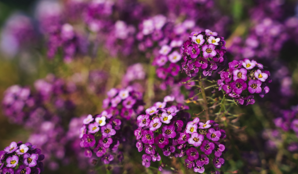Violet and purple Sweet alyssum flowers
