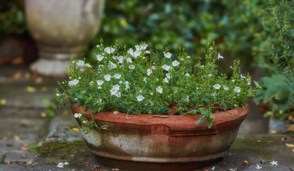 White Diascia flowers in a pot in the backyard