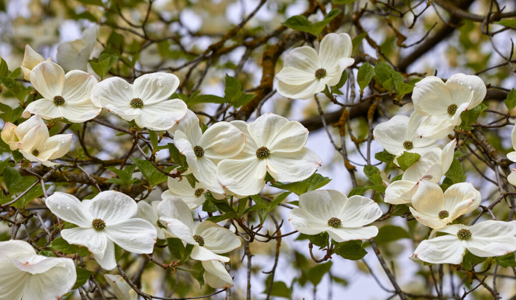 White dogwood flowers are in bloom