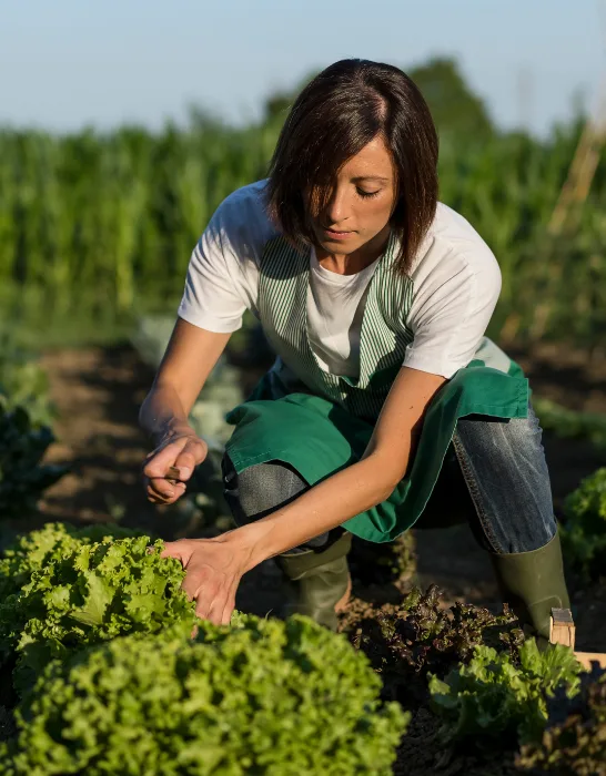 woman harvesting lettuce from the ground