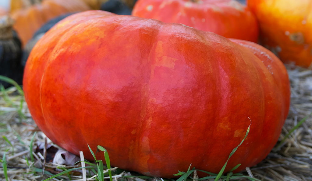 a big red pumpkin close-up on a background of other pumpkins
