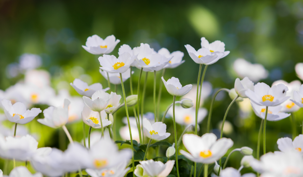 cute white anemone flowers