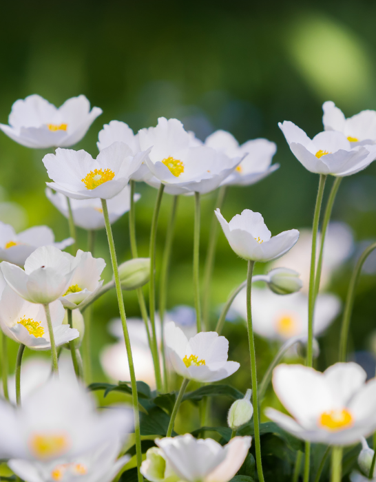 white anemone flowers