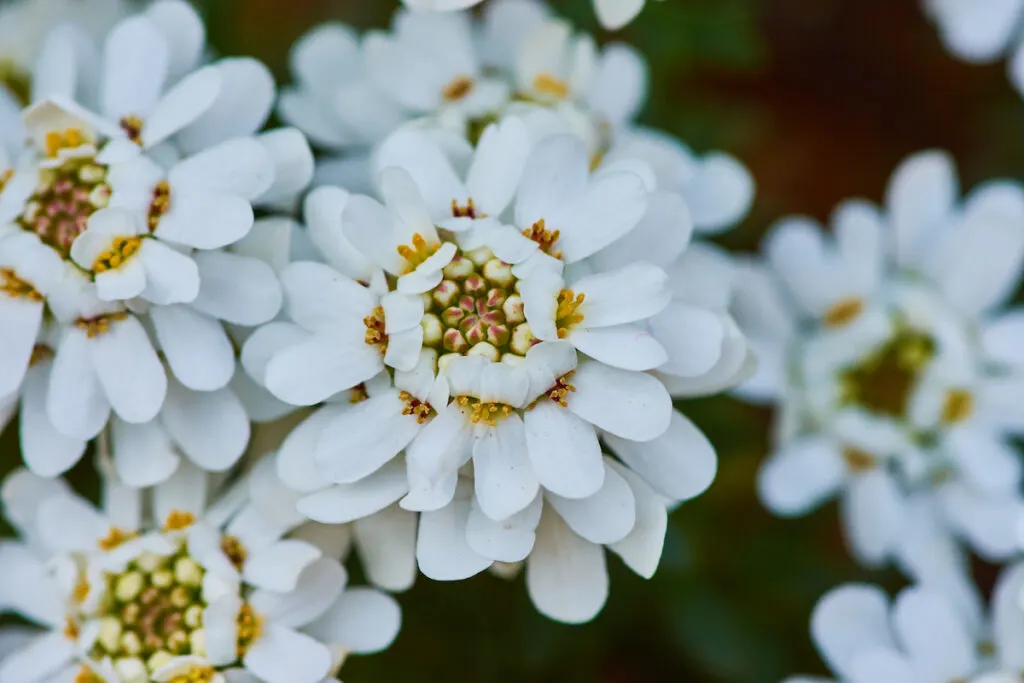 beautiful white evergreen Candytuft flowers in the meadow