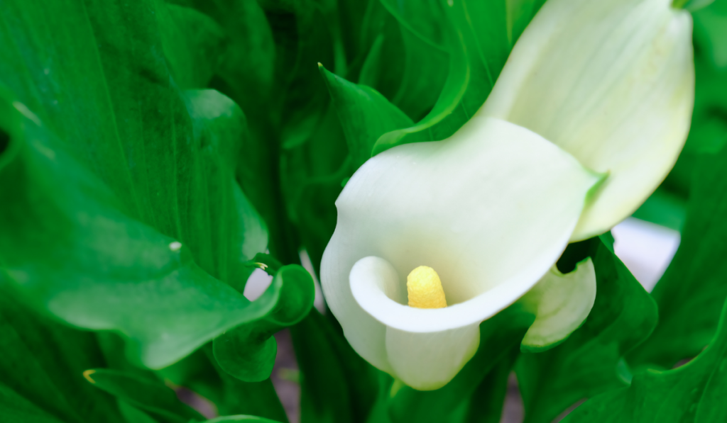 white calla arum-lily