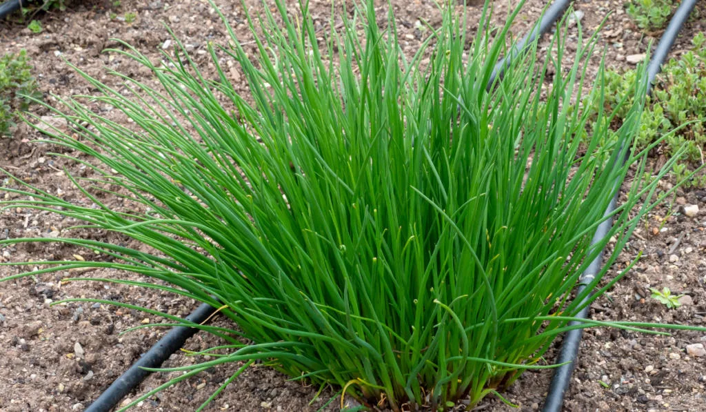 chives planted in the garden
