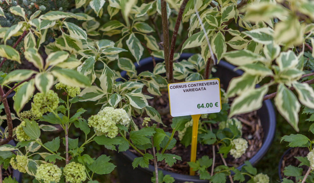 cornus controversa also known as Wedding Cake Tree in a pot with price tag