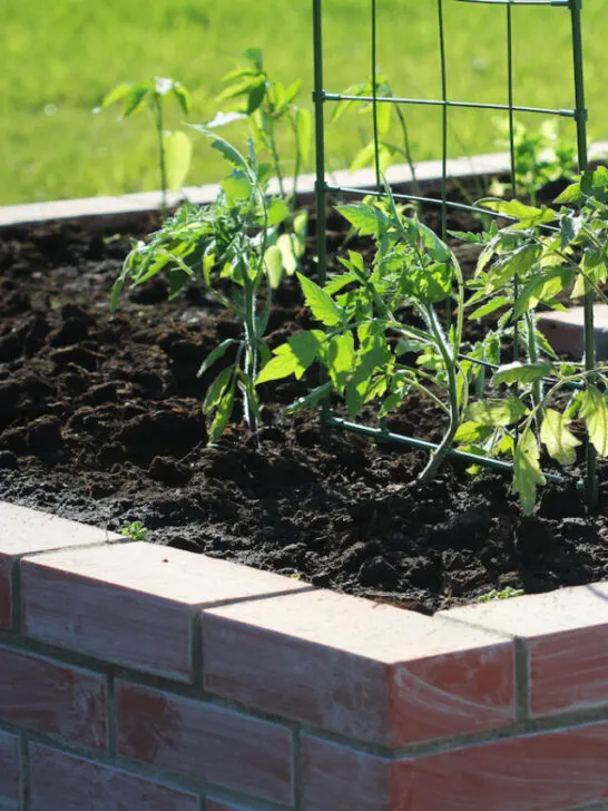 A modern vegetable garden with raised briks beds with growing tomato - ss230615