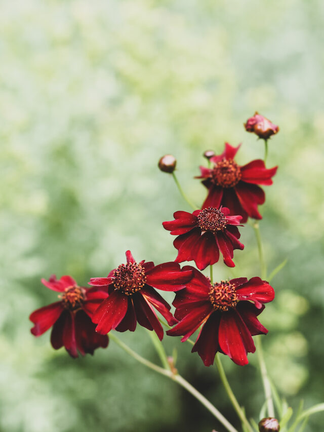 17 Easy to Grow Perennials for Beginners