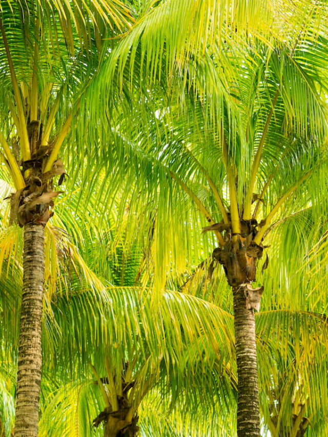 10 Types of Palm Trees