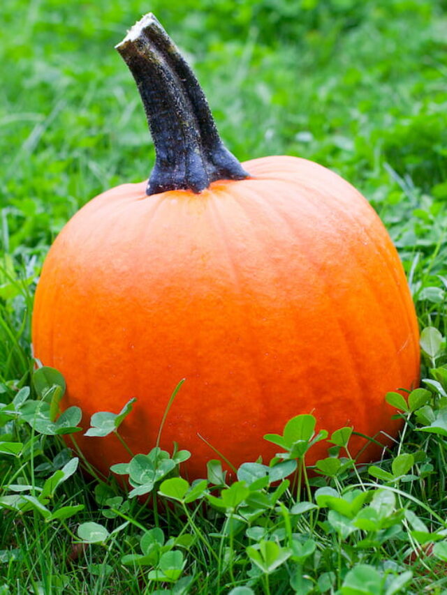 Tips for Keeping Pumpkins From Rotting