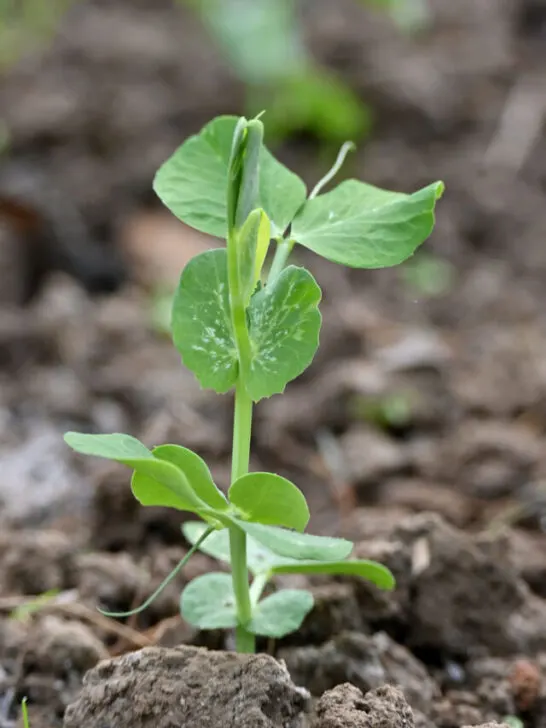 green peas plant growing in the farm with brown soil - ss230613
