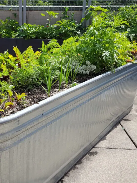 grey galvanized metal raised bed planter in a rooftop garden - ss230613