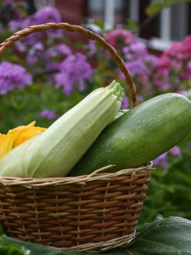 13 Types of Zucchinis to Grow at Home