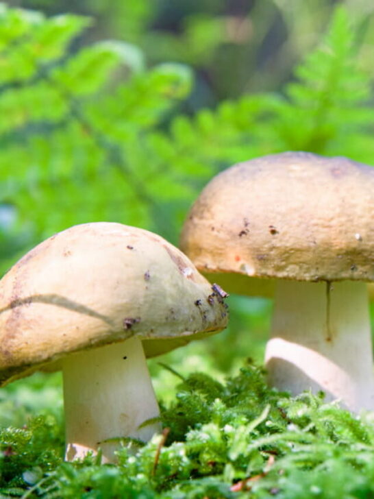 mushrooms - ee230616