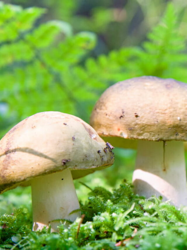 8 Types of Mushrooms