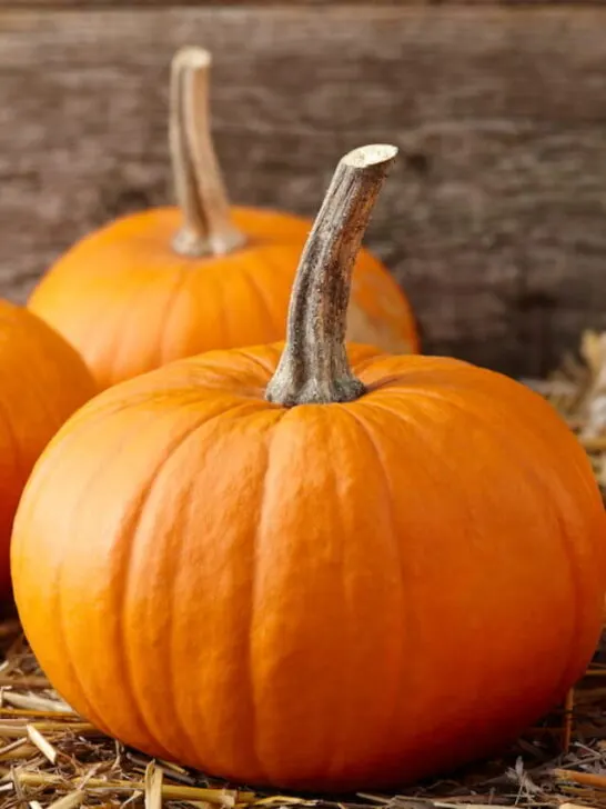 pumpkins on stack of hay - ss230613