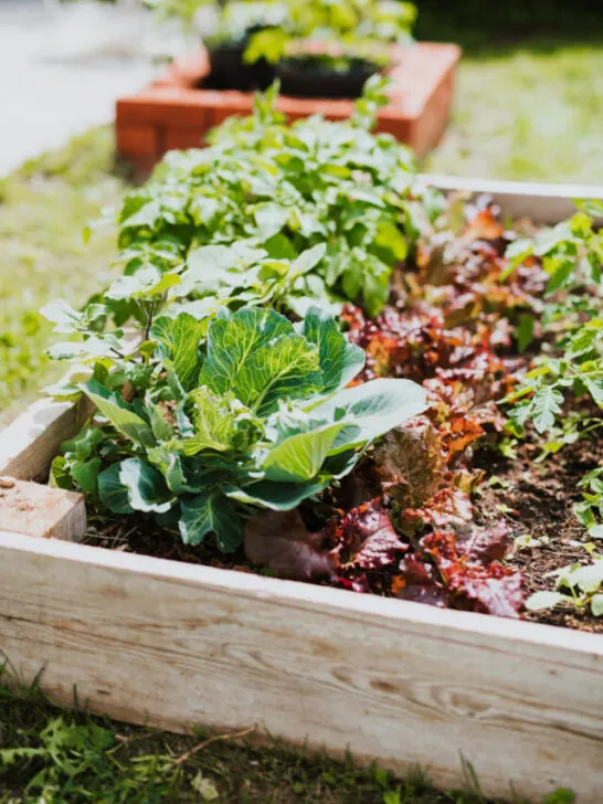 raised bed with vegetables in the garden - ee230616