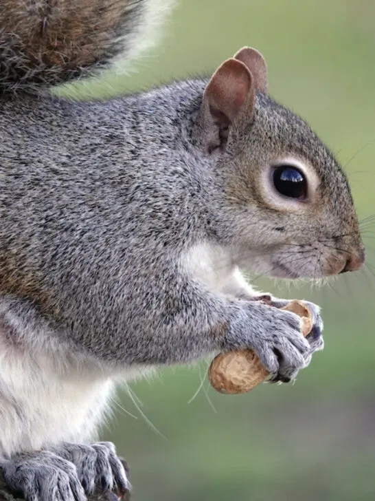 cropped-squirrel-eating-a-nut-on-a-tree-ee230614.jpg
