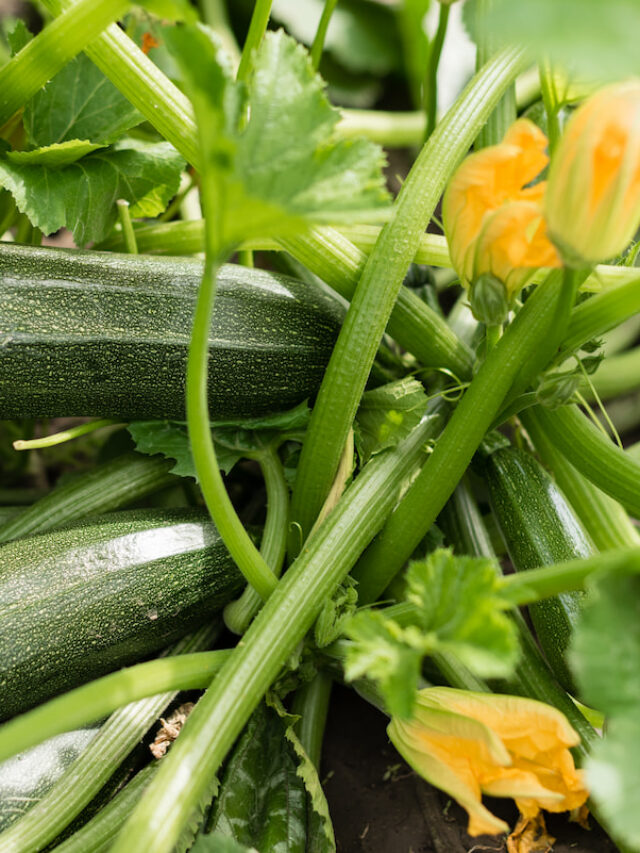 What to Do With Zucchini Plants at the End of the Season?