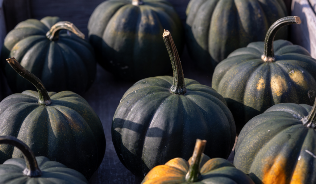 dark green squashes, Black Kat F1 pumpkins 