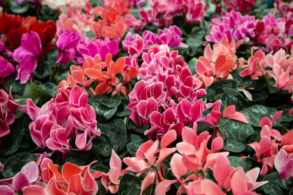 different colors of pretty Cyclamen flowers in the garden