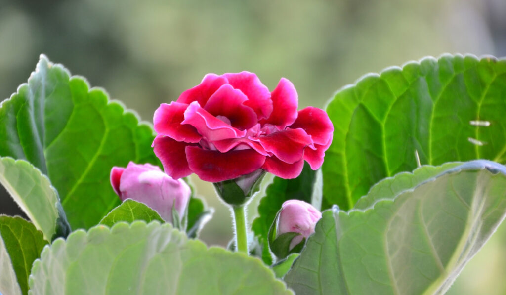 fresh pink gloxinia flower with large green leaves