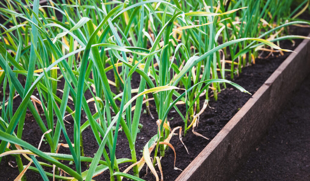 garlic plants in the garden bed