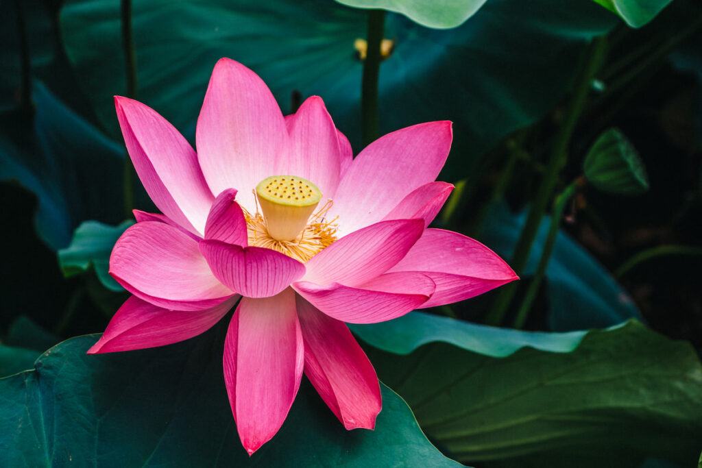huge pink lotus flower 