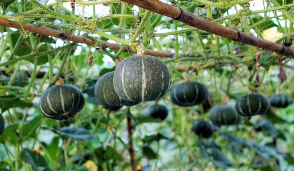 kabocha squash or green japanese pumpkin hang with it tree,there are growing in thailand
