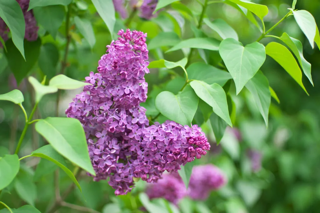 lilac flowers on the bush outdoors
