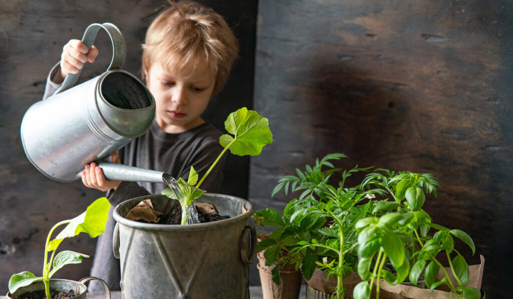 little boy transplants and waters seedlings of pumpkin