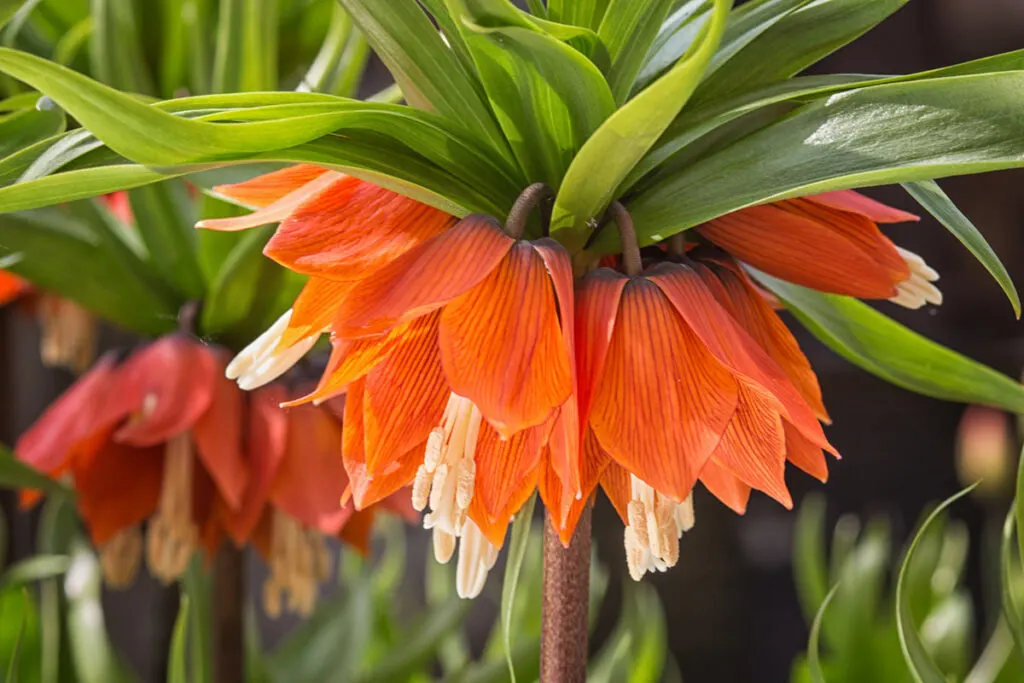 orange Crown Imperial flower