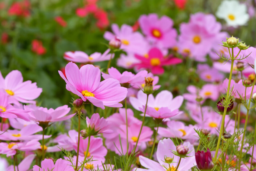 pink Cosmos flowers in the meadow on summer time