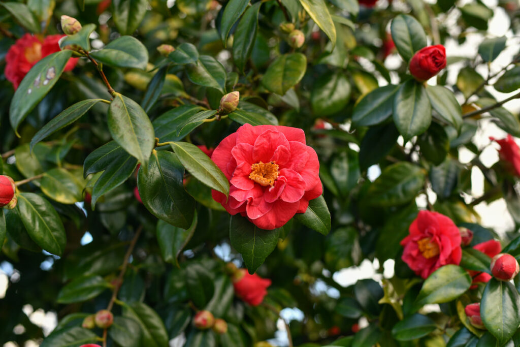 pink blooming Camellia flowers on the tree