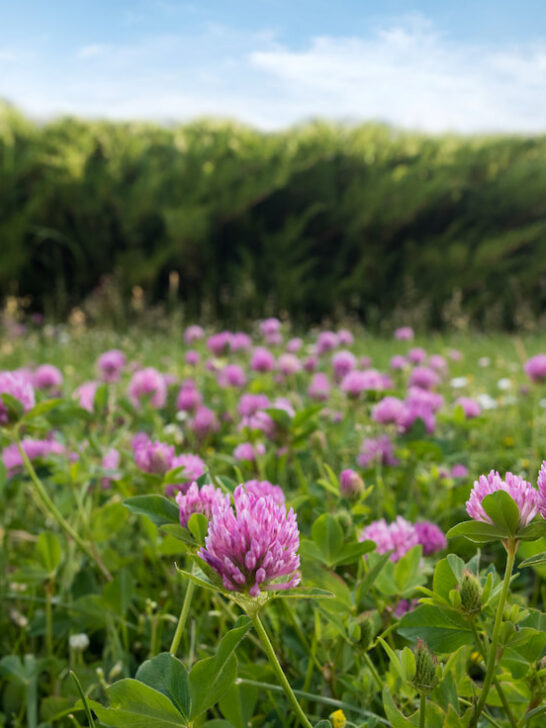 purple clover flower in the meadows