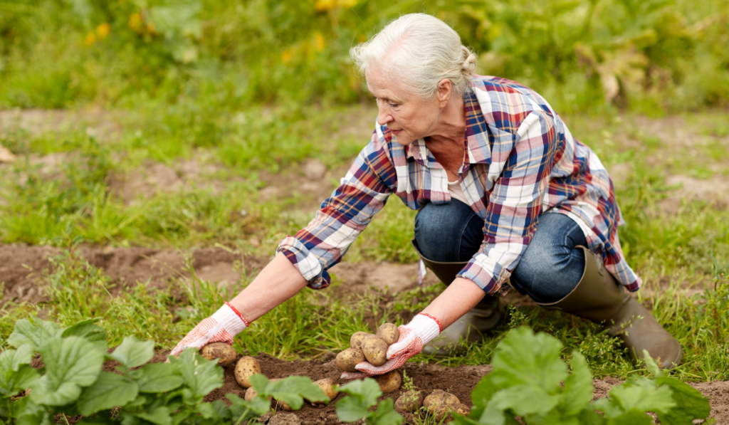 senior woman planting potatoes