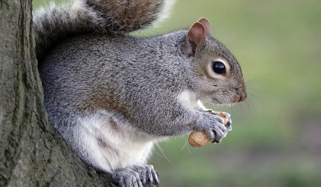 squirrel eating a nut on a tree