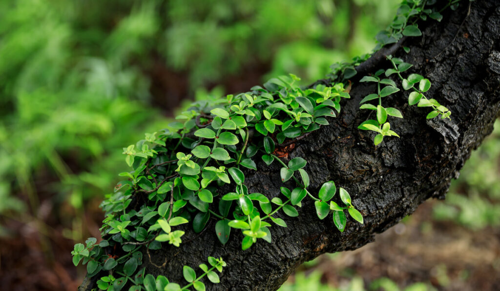 vine wrapped around tree trunk in tropical forest 