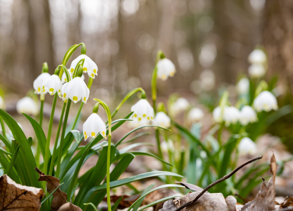 white Leucojum flowers blooming in the field